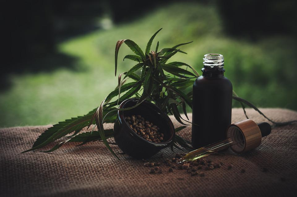 Comment cultiver votre premier plante de cannabis?