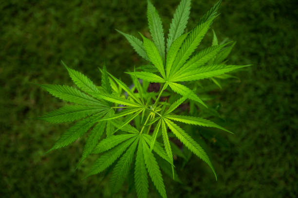 Tout savoir sur les feuilles de Cannabis