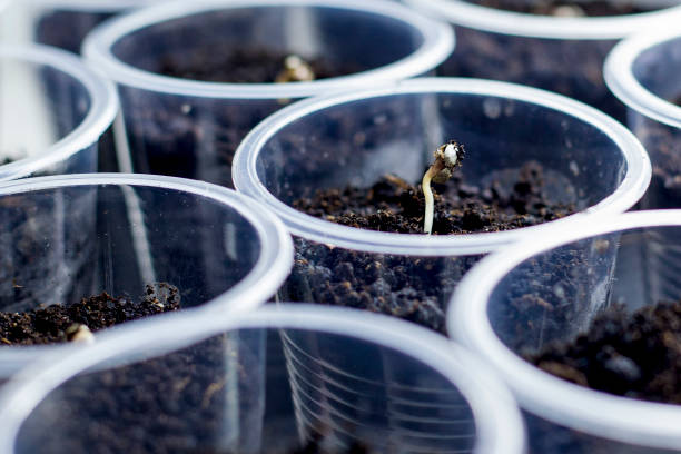 Comment faire germer les graines de cannabis ?