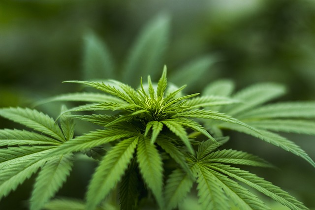 Comment se passe la legalisation du cannabis en France ?